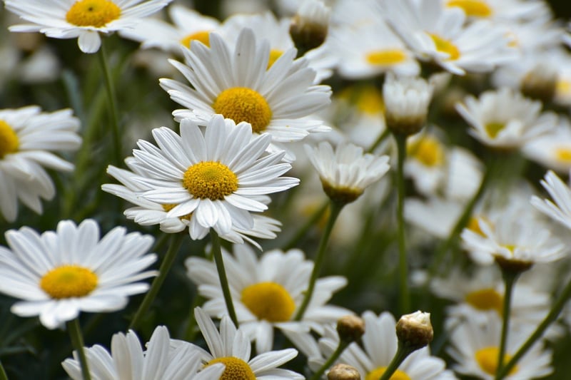 Flowering Trellis