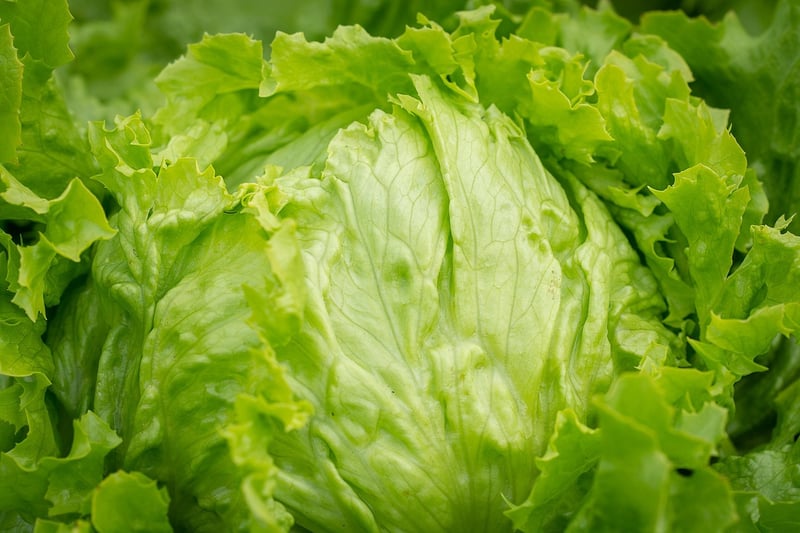 Salad Greens Galore