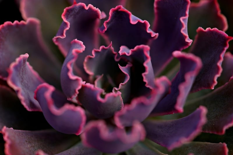Succulent Paradise