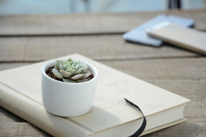 Teacup Succulent Planters